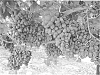 Vitis%20vinifera%20L.%20%27BLACK%20GLORY%27