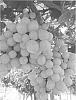 Vitis%20vinifera%20L.%20%27BIG%20PEARL%27