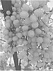 Vitis%20vinifera%20L.%20%27SWEET%20JASPER%27