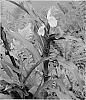 Roscoea%20purpurea%20%27Spice%20Island%27