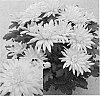 Chrysanthemum%20x%20morifolium%20%27CIDZ0003%27