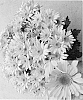 Chrysanthemum%20x%20morifolium%20%27CIDZ0005%27