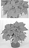 Euphorbia%20pulcherrima%20Willd.%20%27PER14606%27