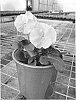 Viola%20x%20hybrida%20%27SMEV2%27