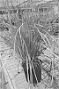 Lomandra%20hybrida%20%27Lomlon%27