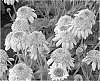Echinacea%20spp.%20%27Secret%20Romance%27