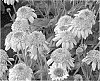 Echinacea%20spp.%20%27Secret%20Romance%27