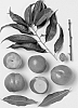 %22R82358%22%20Nectarine%20%28Prunus%20Persica%29