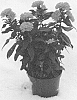Aster%20plant%20named%20%27Mystery%20Lady%20Marlene%27