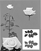 Rosa%20hybrida%20%27Esm%20Nacar%27