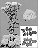 Rosa%20hybrida%20%27Esm%20Mango%27