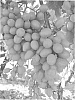 Vitis%20vinifera%20L.%20%27AMBER%20HONEY%27