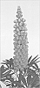 Lupinus%20hybrid%20%27Terracotta%27