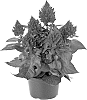 Celosia%20hybrida%20%27Bkcelmg%27