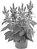 Celosia%20hybrida%20%27Bkcelpi%27