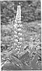 Lupinus%20hybrid%20%27Tequila%20Flame%27