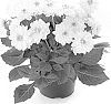 Dahlia%20hybrida%20%27Bkdapwt%27