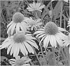 Echinacea%20spp.%20%27Now%20Cheesier%27