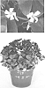 Oxalis%20regnellii%20%27Jroxachvel%27