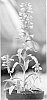 Penstemon%20schmidel%20%27Lavender%20Riding%20Hood%27