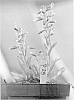 Penstemon%20schmidel%20%27Delfts%20Blue%20Riding%20Hood%27