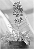 Penstemon%20schmidel%20%27Purple%20Riding%20Hood%27