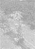 Interspecific%20cornus%20hybrid%20designated%20KV10-105v1
