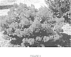 Lagerstroemia%20L.%20%27PIILAG-II%27
