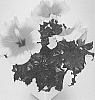 Hibiscus%20rosa-sinensis%20%27Apollo%27