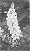 Lupinus%20hybrid%20%27Desert%20Sun%27