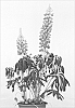 Lupinus%20hybrid%20%27Gladiator%27