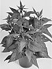 Celosia%20argentea%20%27Spitenz%27