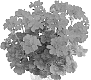 Pelargonium%20peltatum%20x%20Pelargonium%20hortorum%20%27Dueimvor%27