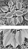 Hosta%20hybrid%20%27Goodness%20Gracious%27