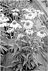 Echinacea%20spp.%20%27Daydream%27