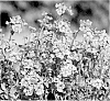 Nemesia%20hybrida%20%27KLENH10726%27
