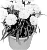 Pot%20Carnation%20Plant%20Named%20%27KLEDP10113%27
