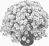 Chrysanthemum%20named%20%27Parlez%20Vous%20Pink%27