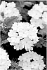 Verbena%20plant%20named%20%27KLEVP10410%27