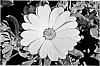 OSTEOSPERMUM%20PLANT%20NAMED%20%27KLEOE10178%27
