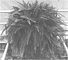 Nephrolepis%20plant%20named%20%27Floriane%27