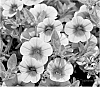 Calibrachoa%20plant%20named%20%27KLECA10211%27