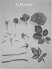 Rosa%20hybrida%20%27KORcastrav%27