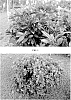 Rhododendron%20sp.%20%27MNIHAR011%27