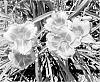 Hemerocallis%20hybrid%20%27SPd%2006-01%27