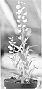 Penstemon%20schmidel%20%27Marble%20Riding%20Hood%27