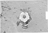 Hibiscus%20plant%20named%20%22DUP-APD%22