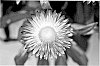 Bracteantha%20plant%20named%20%27KLEBB10710%27