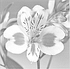 Alstroemeria%20plant%20named%20%27Zalsasyl%27