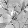 Alstroemeria%20plant%20named%20%27Zalsamida%27